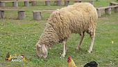 L'oasi dove gli animali vivono felici