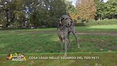 Cosa leggi nello sguardo del tuo pet?
