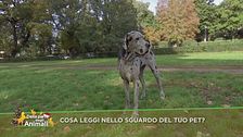 Cosa leggi nello sguardo del tuo pet?