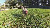 La gallina Lina cerca un'adozione