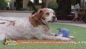 Venghi , il cane furbetto di Alba Parietti