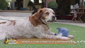 Venghi , il cane furbetto di Alba Parietti
