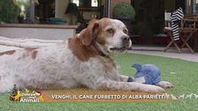 Venghi , il cane furbetto di Alba Parietti