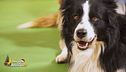 I consigli del dog trainer