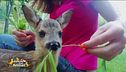 Nana, una capriolina salvata da morte certa