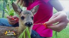 Nana, una capriolina salvata da morte certa