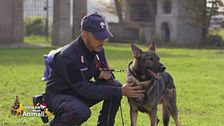 Ecco come i cani del nucleo cinofilo dei carabinieri aiutano i cittadini ogni giorno