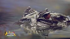 Un animale da scoprire: l'alligatore