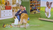 Come gestire l'adozione di un secondo cane?