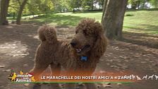 Le marachelle dei nostri amici a quattro zampe