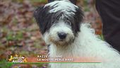 Le razze italiane