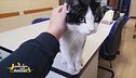 Felix, la mascotte dei vigili di Nichelino