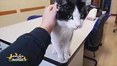Felix, la mascotte dei vigili di Nichelino