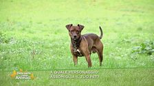 A chi assomiglia il tuo animale?