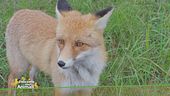 Un animale da scoprire: la volpe