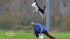 Il disc dog