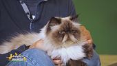 Come comportarsi per l'arrivo del secondo gatto in casa