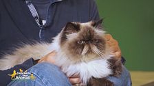 Come comportarsi per l'arrivo del secondo gatto in casa