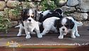 I piccoli cani da compagnia