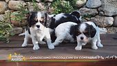I piccoli cani da compagnia