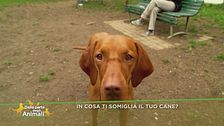 In cosa ti somiglia il tuo cane?