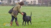 Il working test per le razze retriever