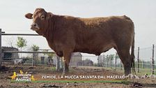 Zemide, la mucca salvata dal macello