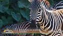 Un animale da scoprire: la zebra