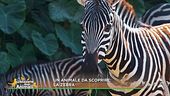 Un animale da scoprire: la zebra