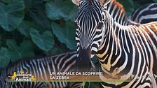 Un animale da scoprire: la zebra