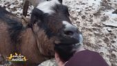 Attila, il caprone salvato da Laura