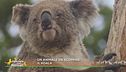 Un animale da scoprire: il koala
