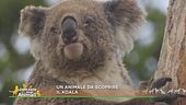 Un animale da scoprire: il koala