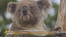 Un animale da scoprire: il koala