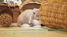 Cura e igiene del coniglio