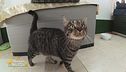 Tigre