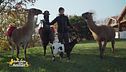Elena e i lama