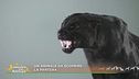 La pantera nera