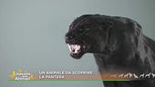 La pantera nera