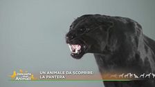 La pantera nera