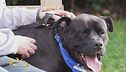 King, un cucciolone in cerca d'amore