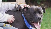 King, un cucciolone in cerca d'amore