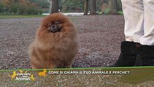 Come si chiama il tuo animale e perchè?