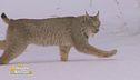 La lince