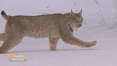 La lince