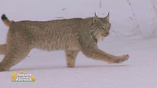 La lince
