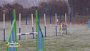 Agility dog