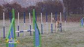 Agility dog