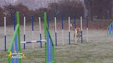 Agility dog