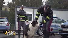 Il salvataggio di Chody